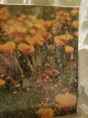 VTG Photograph in Plastic of a Field of California Poppies by Walter Arrufat R
