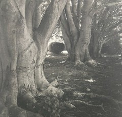 Original 1976 SAL LOPES ‘Birch Trees St Columbia’s NEWPORT’ Platinum Photograph
