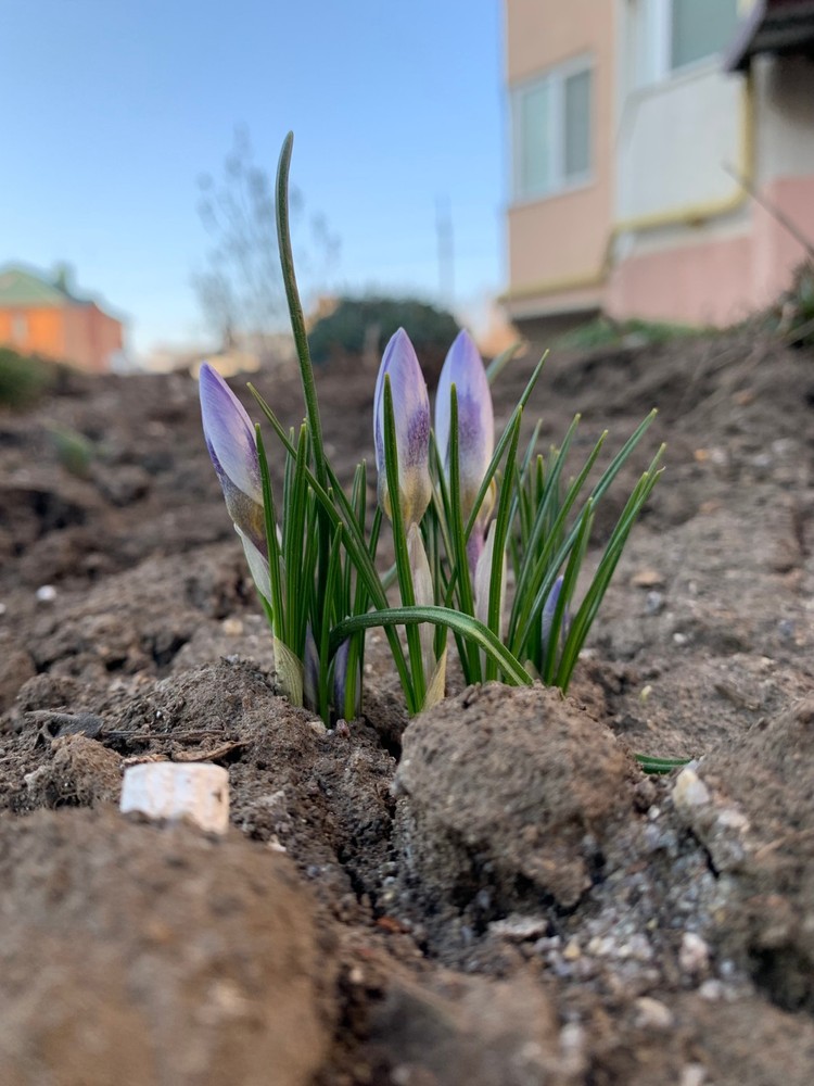 Early Spring Crocus Buds – Nature Awakening Macro Photo JPEG #1002