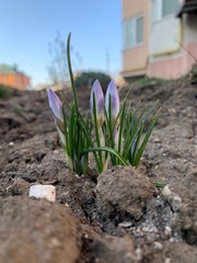 Early Spring Crocus Buds – Nature Awakening Macro Photo JPEG #1002