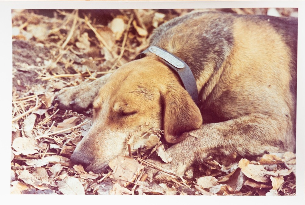 Vintage Photo Hunting Hounds Horse Dog France 10x15cm 1970