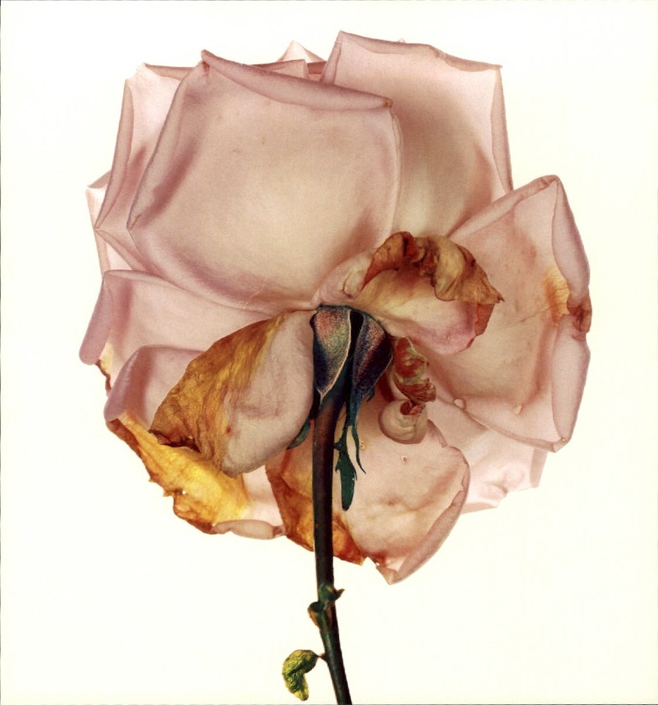 1984 Irving Penn Blue Moon Rose End Of Life Art Photo Engraving