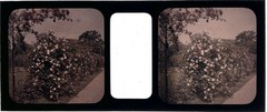 Flowers Roses Garden c1910 Photo Stereo Glasses Autochrome Vintage §fn1