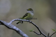 White Eyed Vireo Photo, Pick One Image – Various Sizes