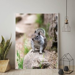 Cute Squirrel Close Up Photo Wall Print, Wildlife Nature Photography Yosemite NP