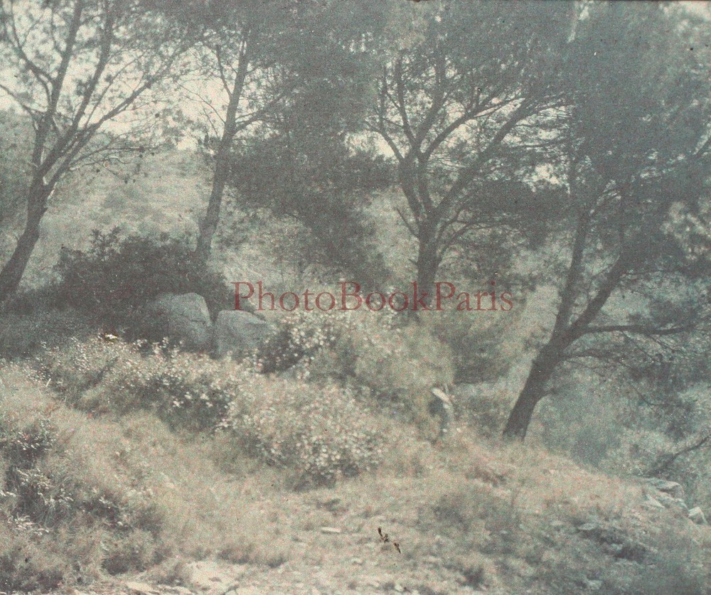 France Landscape Forêt C1910 Photo Autochrome Glass Plate Stereo Vintage