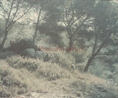 France Landscape Forêt C1910 Photo Autochrome Glass Plate Stereo Vintage