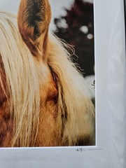 Farmhouse Horse Profile Unique 8×10 Matted 11×14 Horse Photograph Signed
