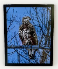 Framed Eagle Wildlife Photography Print 17×22 semi gloss Art Photograph