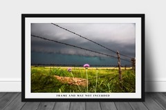 Country Photography Print: Texas Pink Thistle Flower Storm Barbed Wire Photo