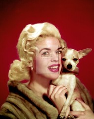 Jayne Mansfield Vintage Retro Classic Celebrity Photos (8″X10″) many to Choose F