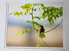 Photograph RUFOUS HUMMINGBIRD AT SUNRISE Double matted Limited Edition 7/250 COA