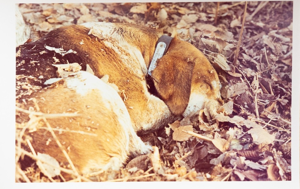 Vintage Photo Hunting Hounds Horse Dog France 10x15cm 1970