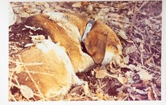 Vintage Photo Hunting Hounds Horse Dog France 10x15cm 1970