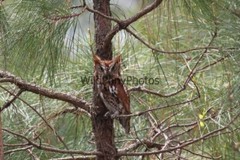 Owl Photo, Pick One Image – Various Sizes
