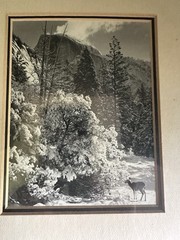 VTG Ansel Adams Authorized Reproduction 1980 Half Dome, Trees, Deer 8×10 NOS
