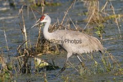 Sandhill Crane Photo, Pick One Image – Various Sizes