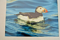 Lot of 2 Puffin Photography BIRD Prints North Fork Eastern LI Jane Utz FRAMED