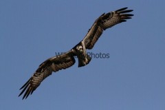 Osprey Photo 1, Pick One Image – Various Sizes
