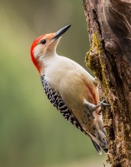 Male Red-Bellied Woodpecker 11×14 Photograph Print 11″x14″