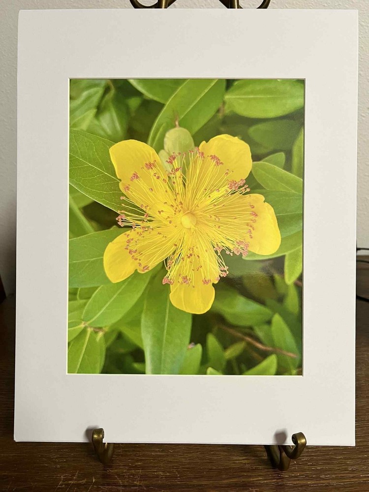 Hypericum Calycinum Flower Matted 8×10 Photo Botanical Art Print Signed PNW
