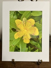 Hypericum Calycinum Flower Matted 8×10 Photo Botanical Art Print Signed PNW