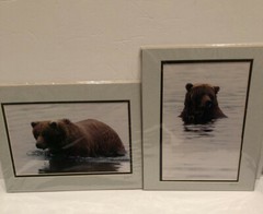 Lot Of 2 11X14” Matted Grizzly Bear Photos By Famous Photographer Wendell Welch