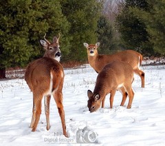 Digital Image Picture Photo Wallpaper Background Desktop Art Deer Catskills NY