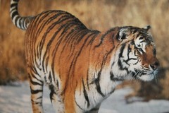 8×11 Photo Print Mounted on Mat Board TIGER