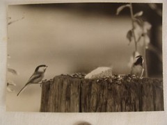 2 Antique Signed Halley Erskine Bird Photographs 4 1/2″ by 6 3/8″