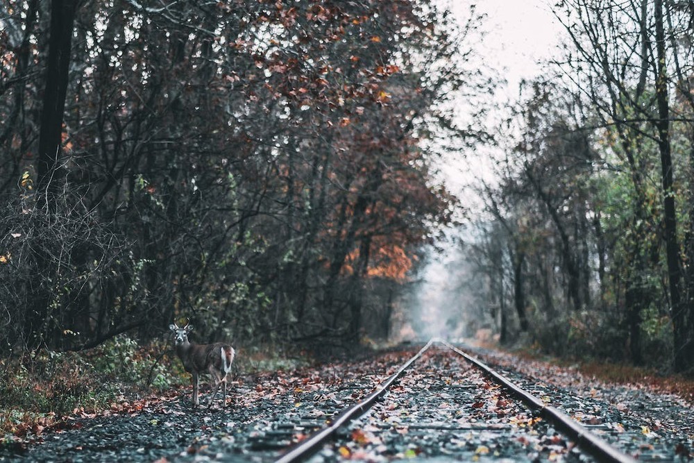 Digital Image Picture Photo Pic Wallpaper Background Railways in Forest