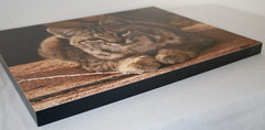 Bobcat «Spiritual Connection» 16″ x 20″ Mounted Wildlife Photo by Kim Barry
