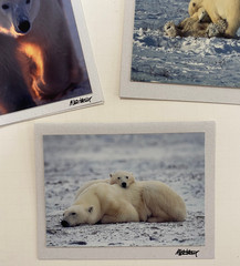 Mike Kelly Photographs / Polar Bears in Snow Signed / Cards 3.5″ x 5″
