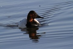 Canvasback Photo, Pick One Image – Various Sizes