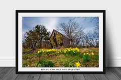 Country Photography Print – Jonquil Daffodils and Dilapidated Barn in Arkansas