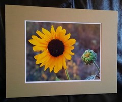 Matted Photograph: Sunflowers 1