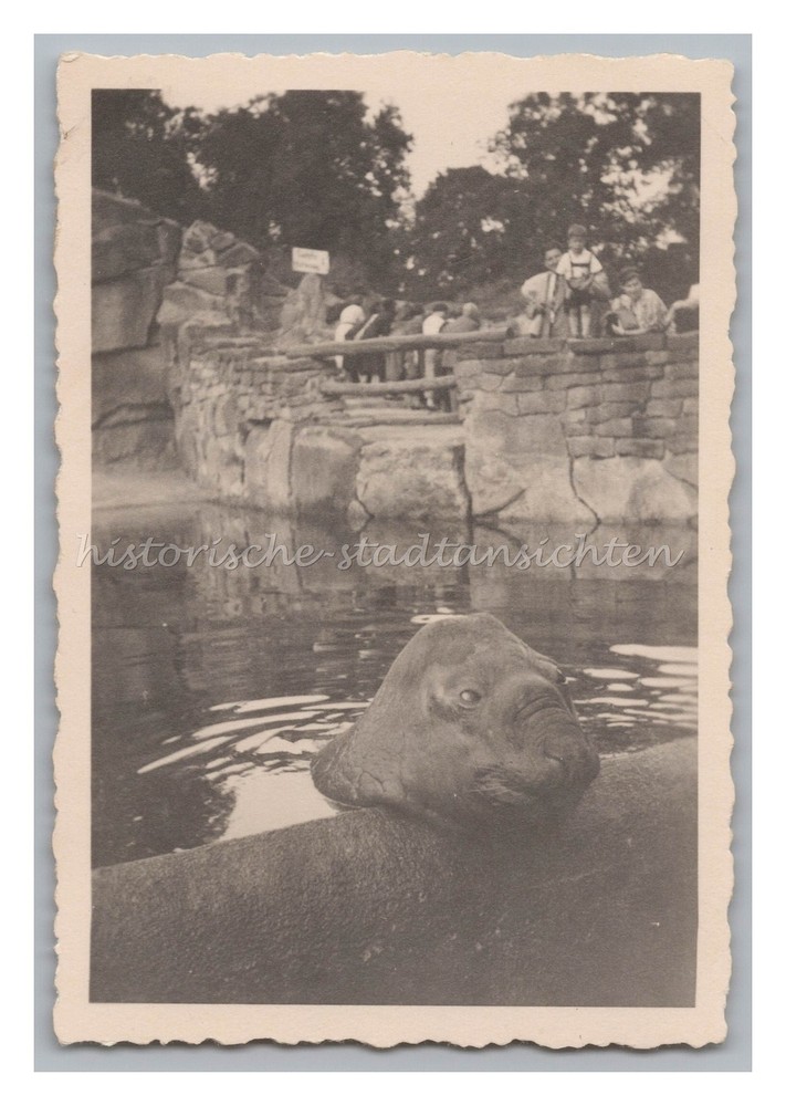 Elephant Sea – Vintage Photo 1930s
