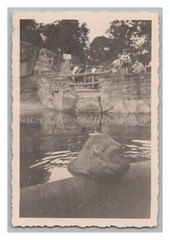 Elephant Sea – Vintage Photo 1930s