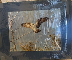 » Osprey » 8×10 Signed / Autographed By Photographer John Bird, Matted RTF