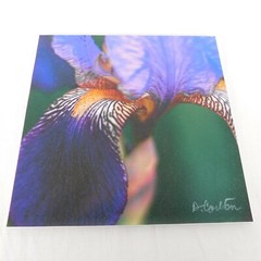 Purple Iris Flower Color Photography Lot of 4 Print Foam Board Botanical Nature