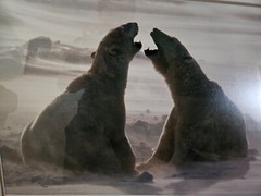 SIGNED THOMAS D. MANGELSEN WIND SONG POLAR BEARS LIMITED EDITION PRINT 117/1200