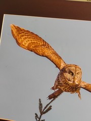 Christian Dalbec Take Flight Signed Owl Wildlife Photograph 2013 Color