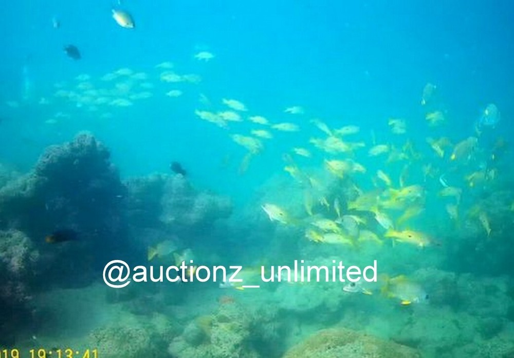 Digital Image Picture Photo Pic Andaman India underwater coral life scuba AND071
