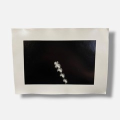Toni Crabb «FIber 1 (Moths) VI» Limited Signed Art Photography Print, 12×17 cm