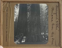 Gilbert? Hassell / Northern California Magic Lanterns Agricultural Big Trees