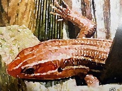 Lizard Digital Watercolor Original Photograph 8 X 10 Matted To 11 X 14 – Signed