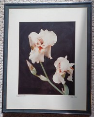 PETE HILL Fine Art Photography «CAROLYN’S Iris» Framed and Matted. Ltd. Edition