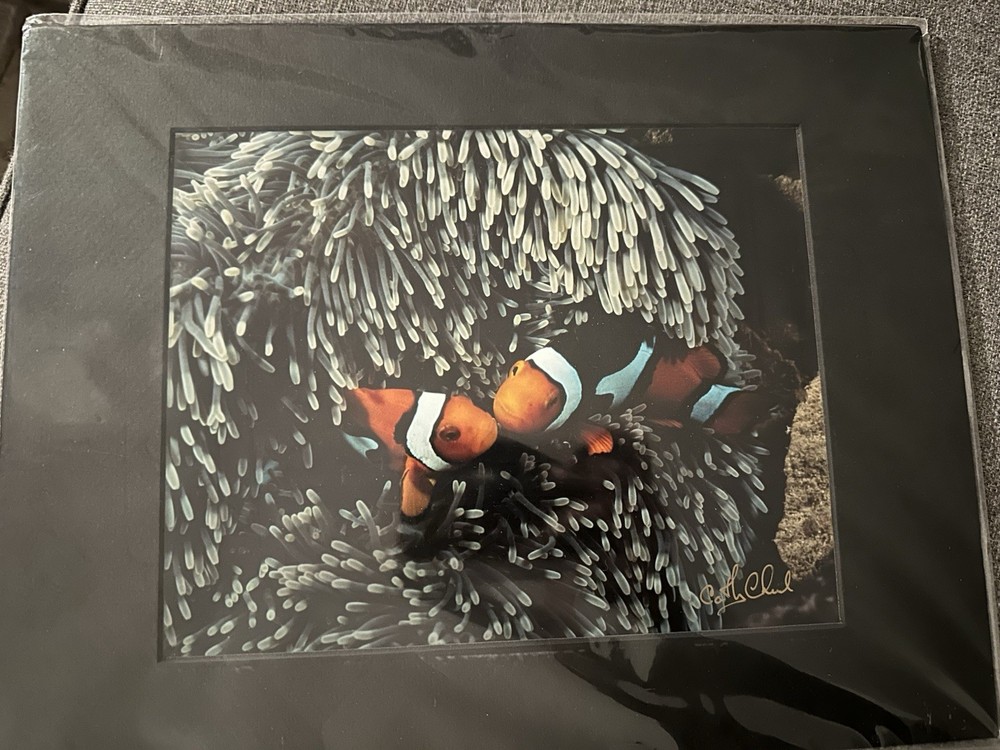 CATHY CHURCH Matted Photograph Kissing Clown fish In Anemone 8×10