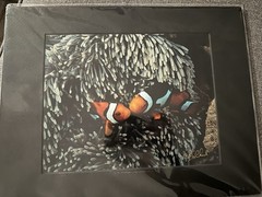 CATHY CHURCH Matted Photograph Kissing Clown fish In Anemone 8×10