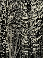 1949 Ansel Adams Yosemite Winter Snow Tree Branches Original Art Photo Gravure